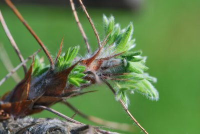 Caragana jubata - čimišník hřivnatý - jarní výhonky (2)